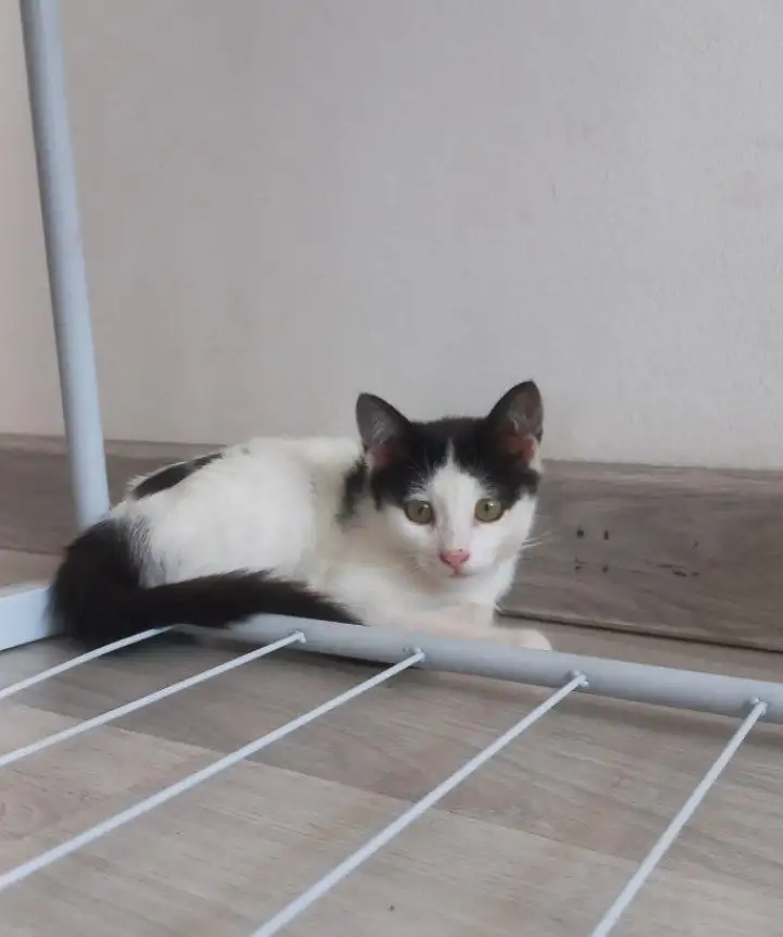 Отдам котят, фотография 5