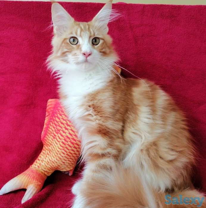 продаю  мальчика  Мейн-Кун, фотография 2