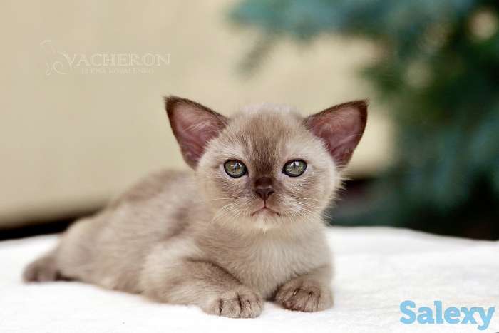 Элитные котята, фотография 1