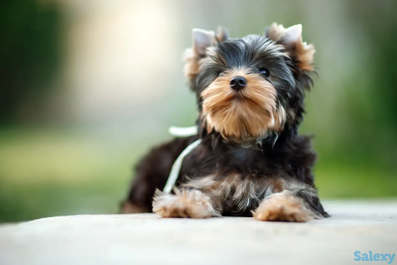 Предлагаю к продаже щенков йоркширского терьера, фотография 7