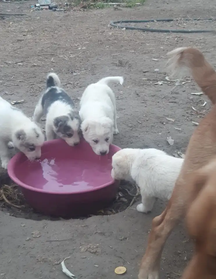 Продается ПАРОДИСТЫЕ щенки! Срочно, фотография 5