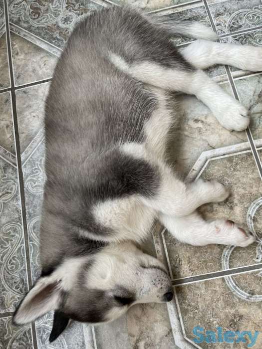 Щенок Хаски 2мес, фотография 3