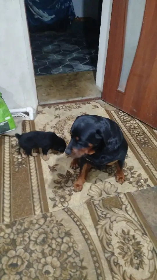 Продам, фотография 2