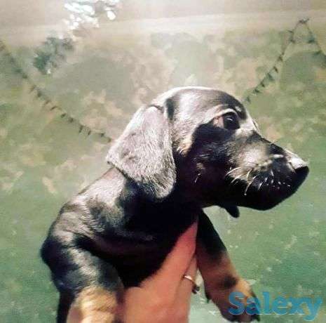 Продам щенка порода такса, фотография 1