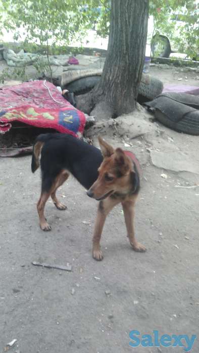 Отдам собаку в хорошие руки!, фотография 1