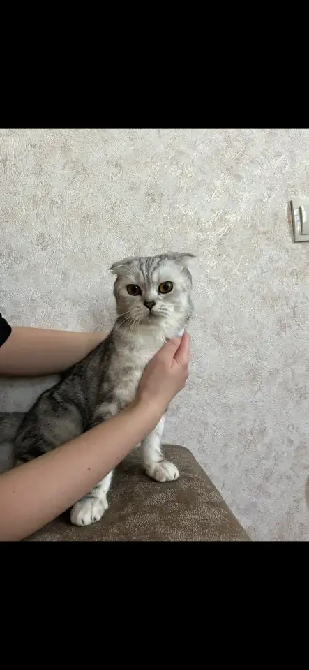 Котята породистые, фотография 6