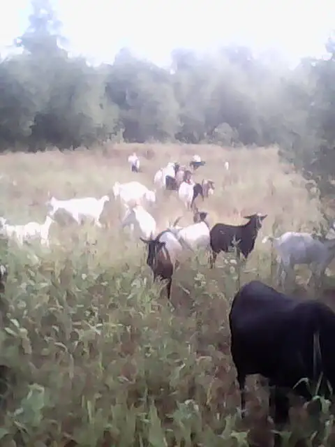 Продам стадо коз 82 головы, фотография 5