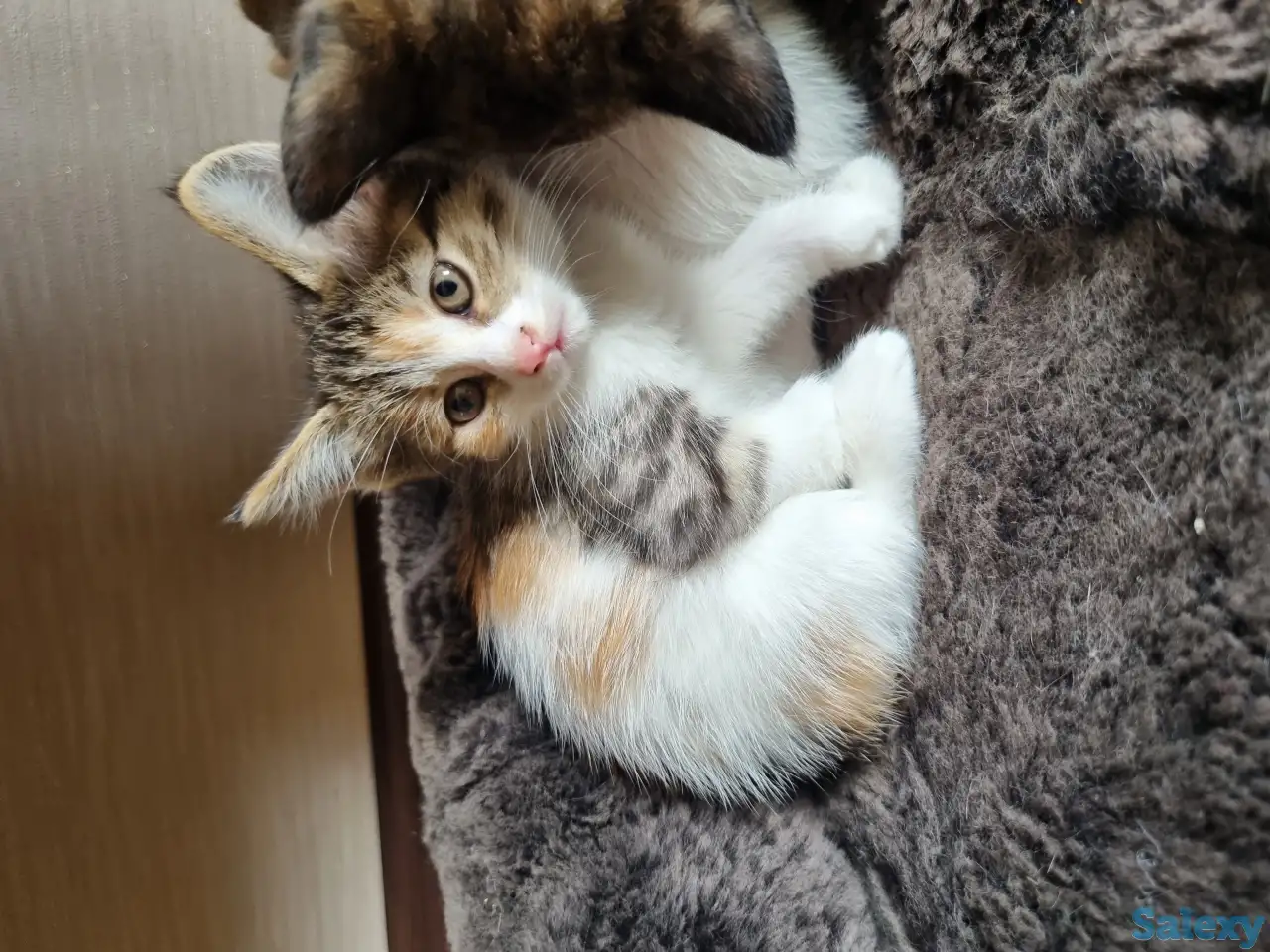 Отдам в добрые руки котят, фотография 2