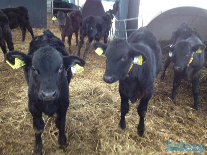 Племенные телки и быки Абердин -Ангус, фотография 1