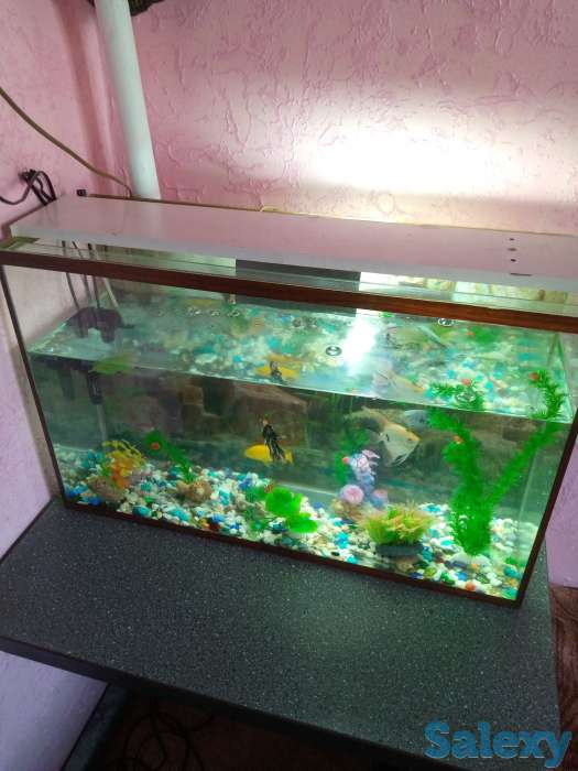 Аквариум с рыбками, фотография 3
