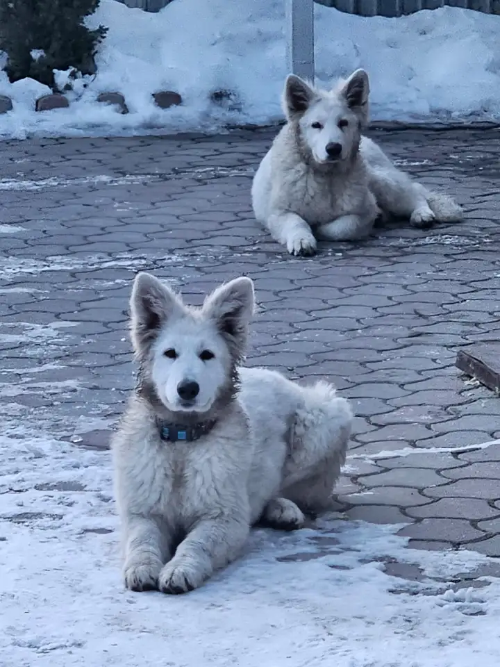 Продам Собак Породы Белая Швейцарская овчарка, фотография 1