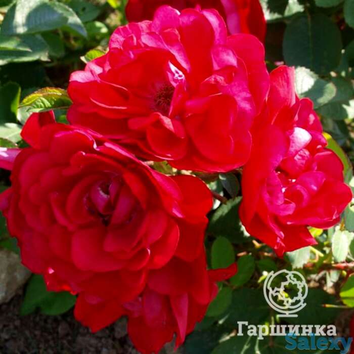 Роза хансалэнд, кордес, фотография 1