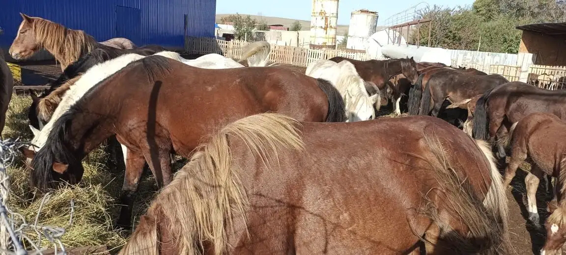 СХ скотоводство, фотография 5