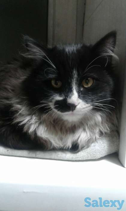 Срочно отдаю даром котят!, фотография 1