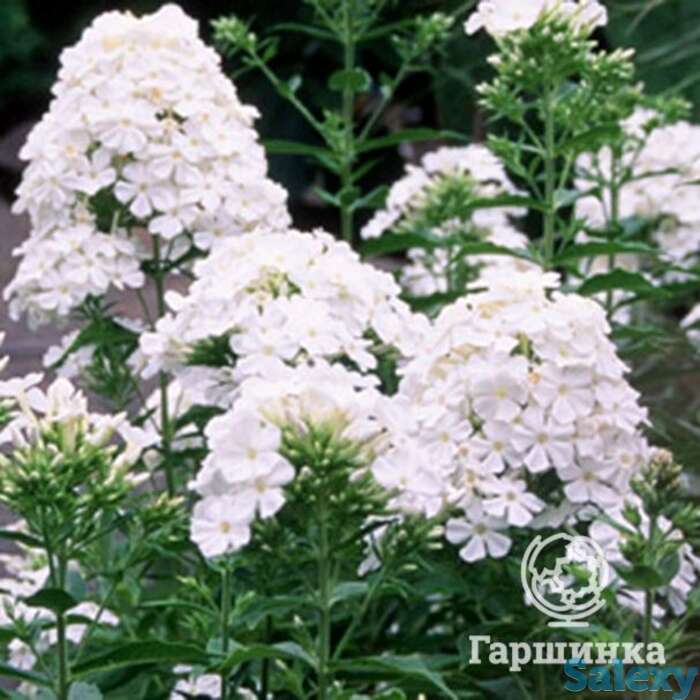 Флокс метельчатый Фуджияма, фотография 1