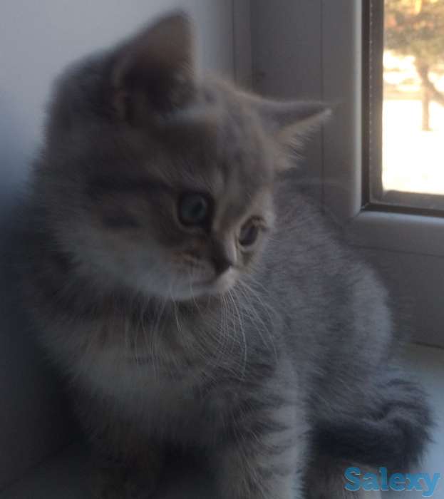 шотландский котенок, фотография 5