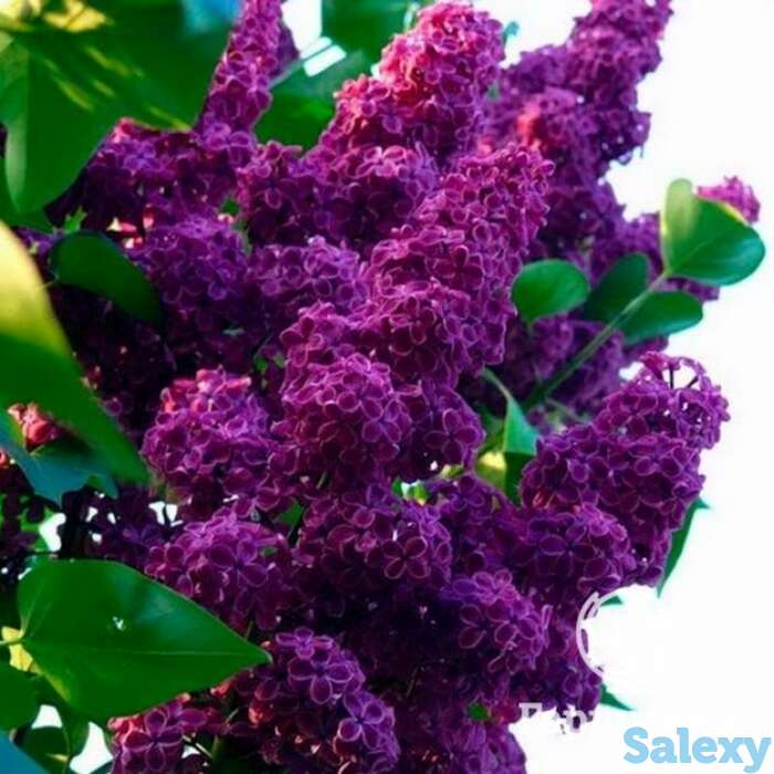 Сирень памяти людвига шпета, фотография 1