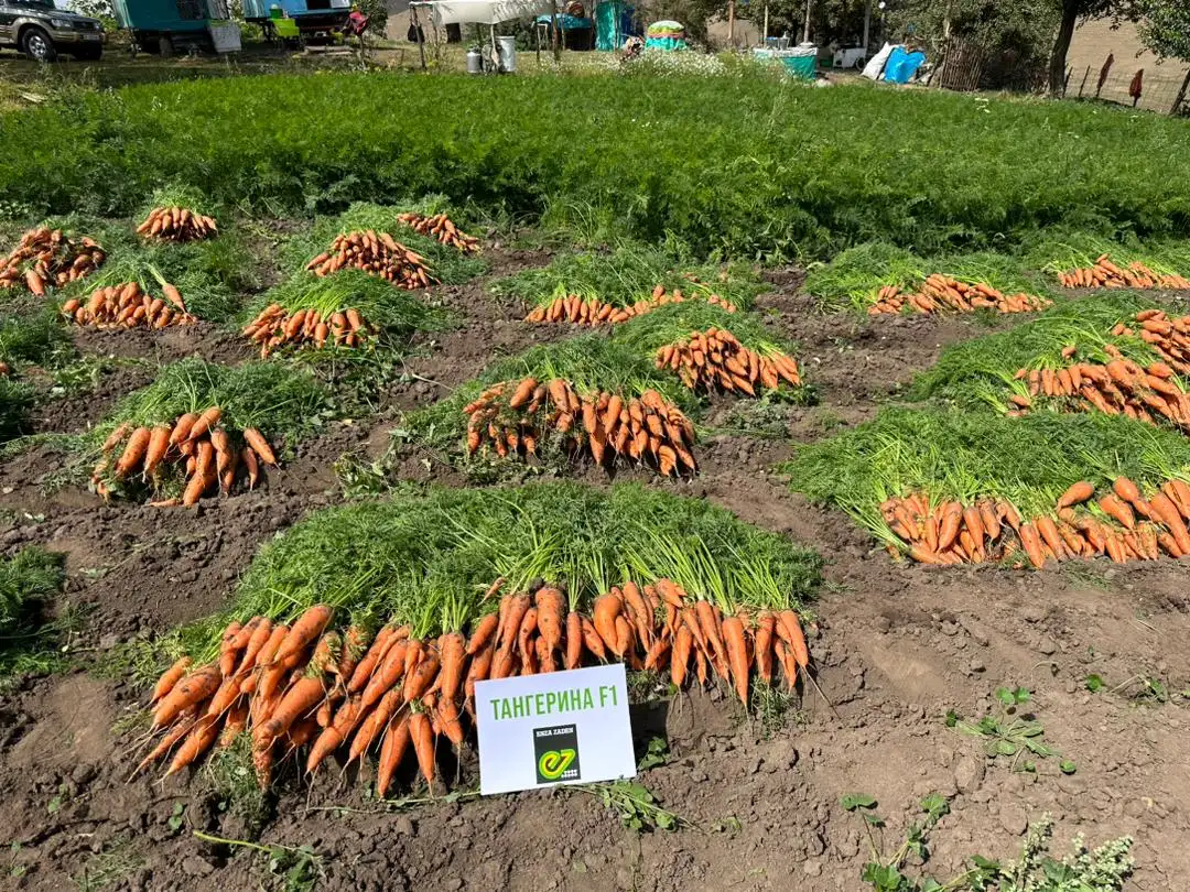 Продаем семена моркови., фотография 1