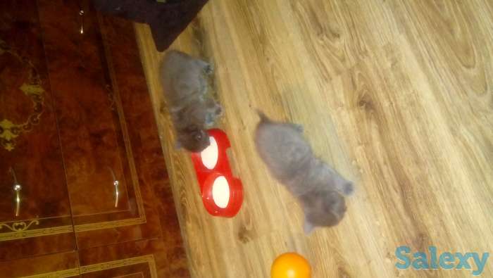 Продам котят, фотография 3