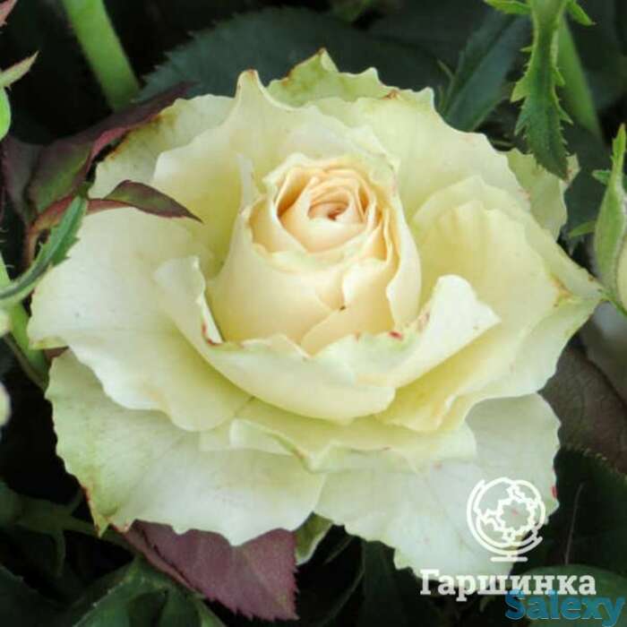 Роза грин пис чайно-гибридная, топалович, фотография 1