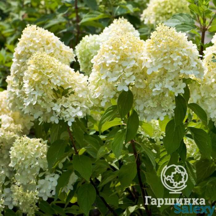 Гортензия лаймлайт, фотография 1