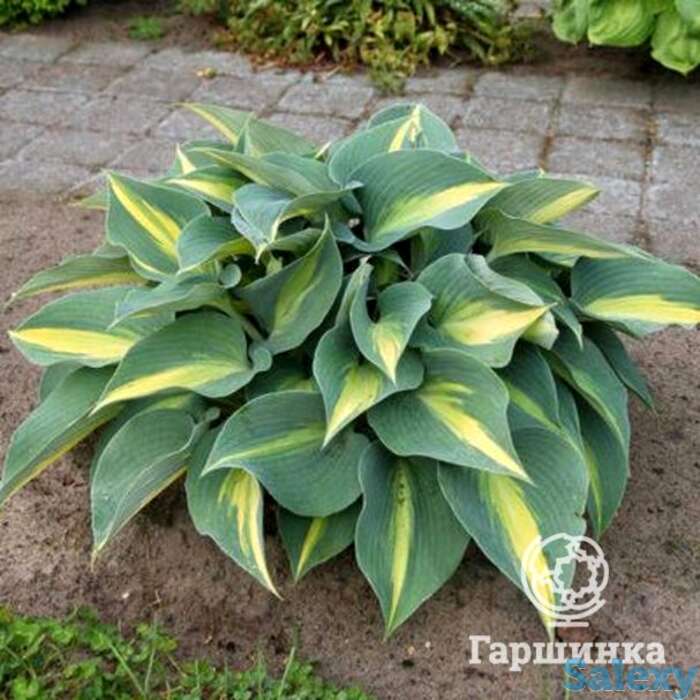 Хоста катерина (ml), фотография 1