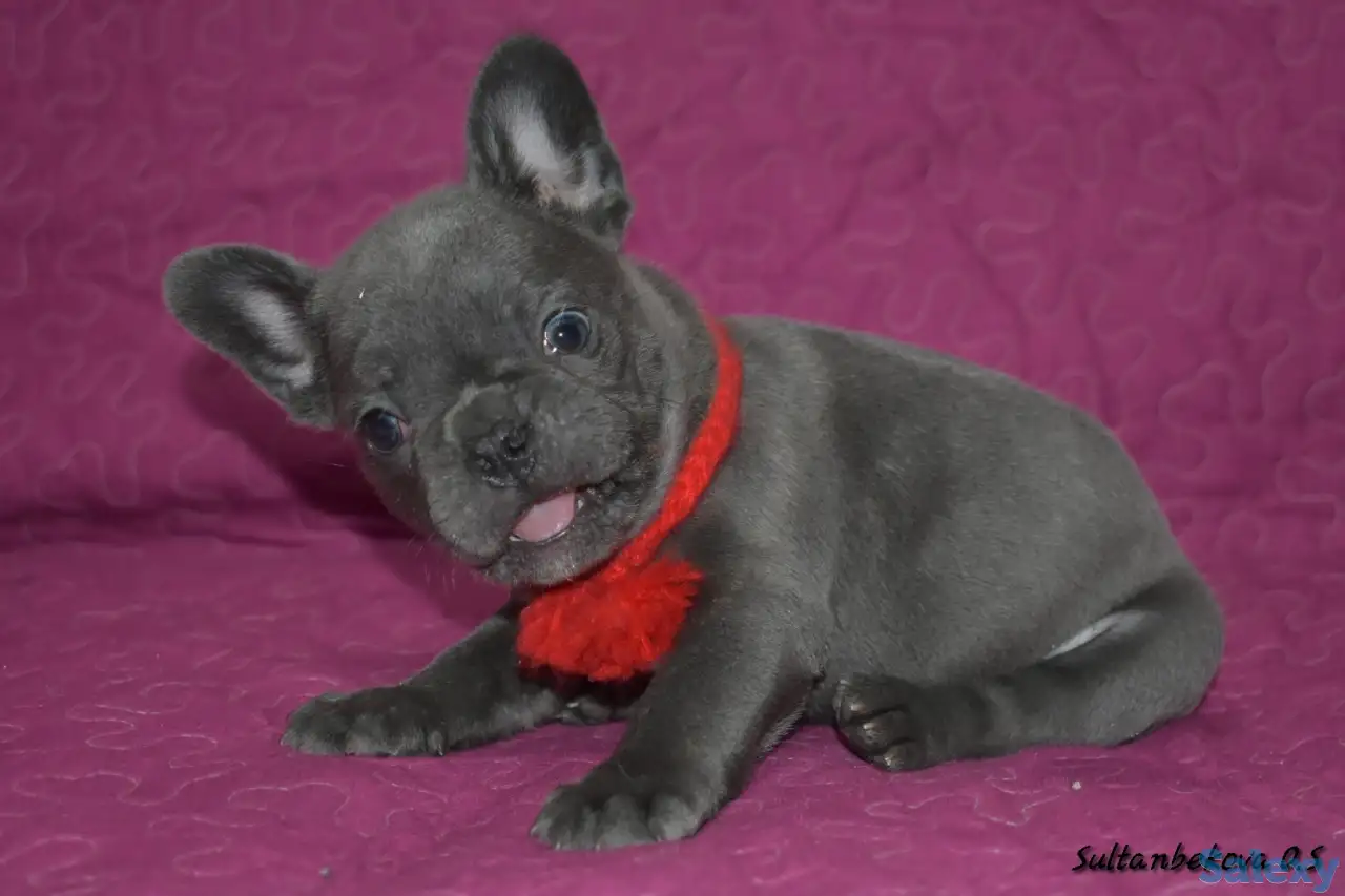 Голубого окраса французы с доставкой по кз, фотография 5