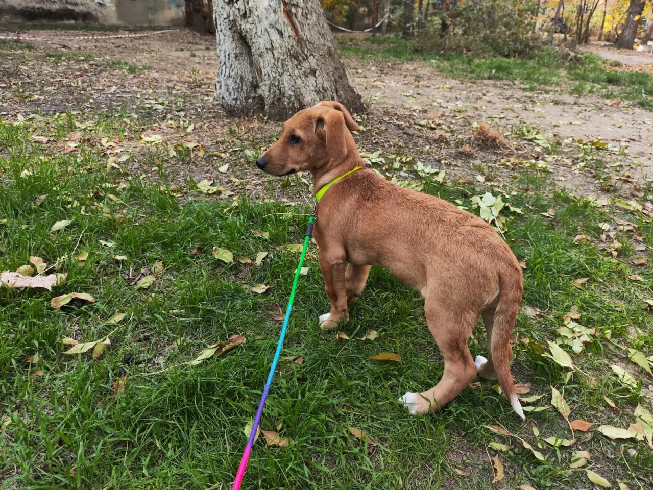 Отдам щенка в хорошие руки, фотография 1