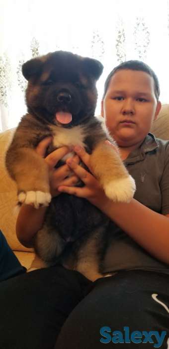 продам щенков Американская акита, фотография 1