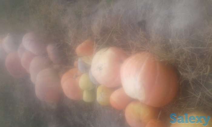 Тыква, фотография 1