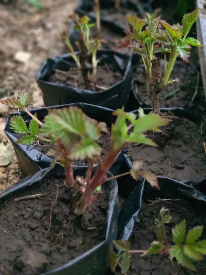 Продам саженцы малины, фотография 4