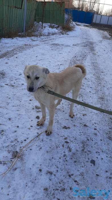 Собачка ищет любящий дом!, фотография 1