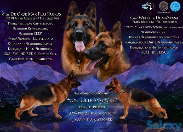 Щенки от Титулованных родителей, фотография 1