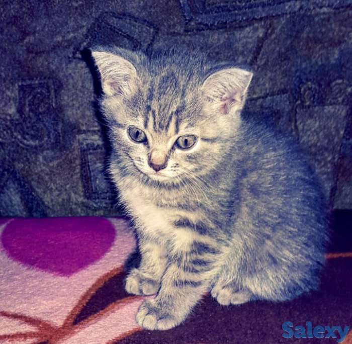 Котята, фотография 4