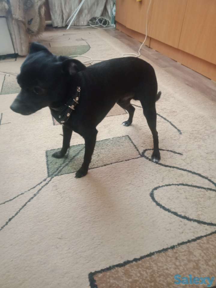 Нашли собаку ищем его хозяив, фотография 1