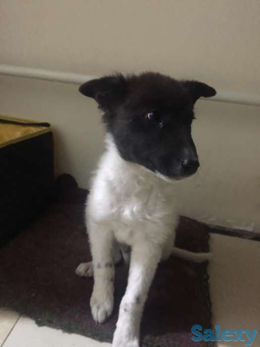 Отдам щенка в хорошие руки!, фотография 1