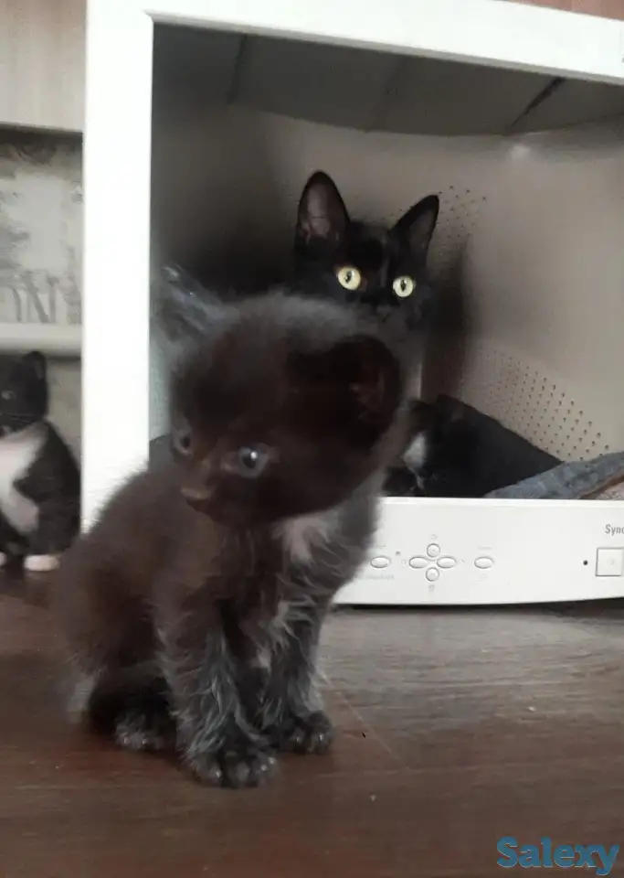Отдам котят в добрые руки, фотография 4
