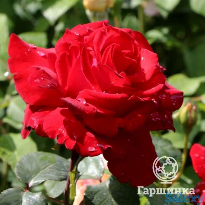 Роза Ульмер Мюнстер кустарниковая, фотография 1