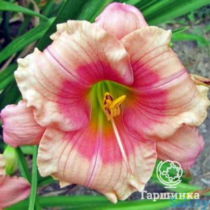 Лилейник Дженис Браун, фотография 1