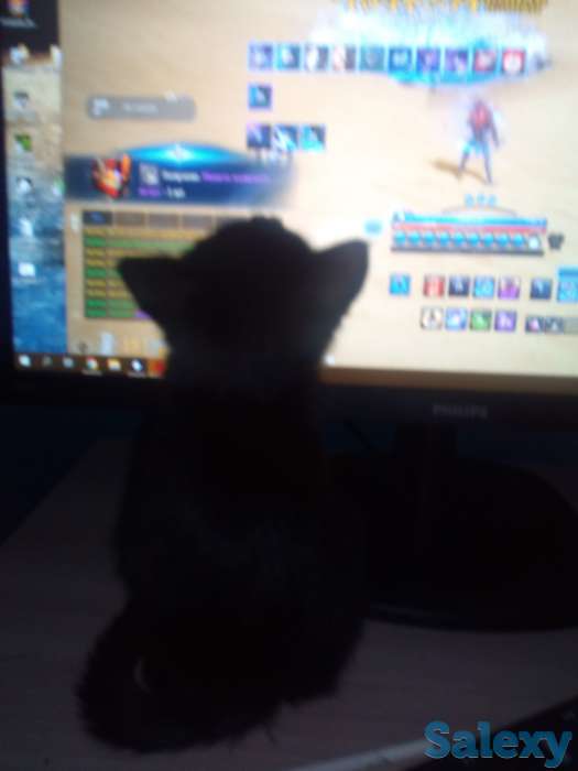 Котеночек ищет родных людей, фотография 2