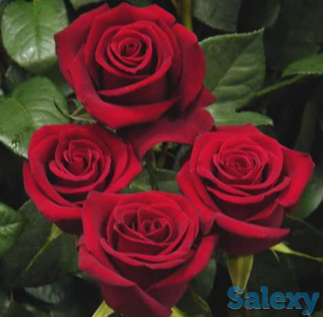 Саженцы корни роз, фотография 5