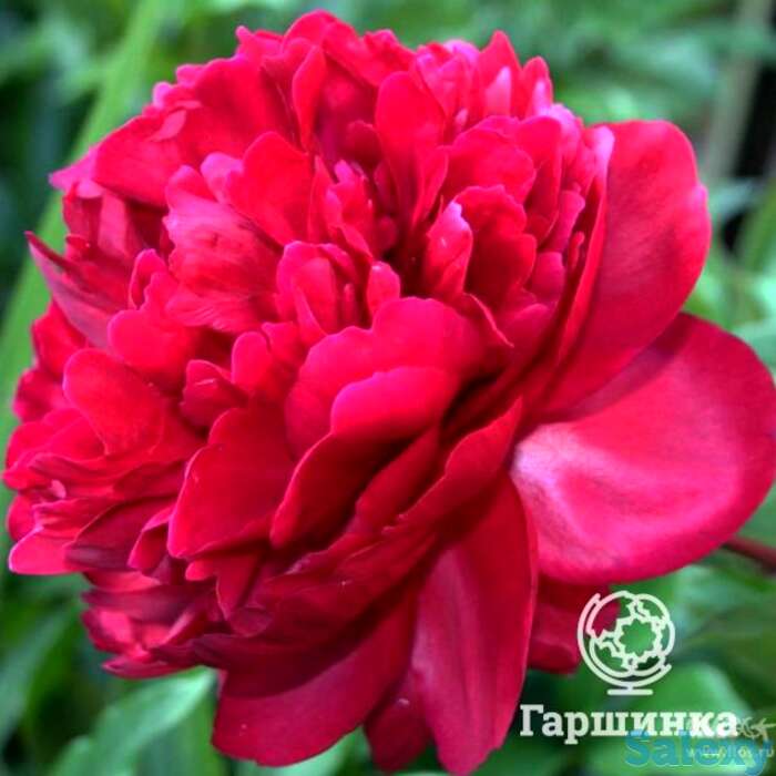 Пион лекарственный рубра плена, фотография 1