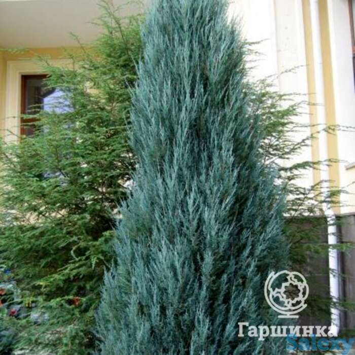 Можжевельник скальный блу арроу, фотография 1