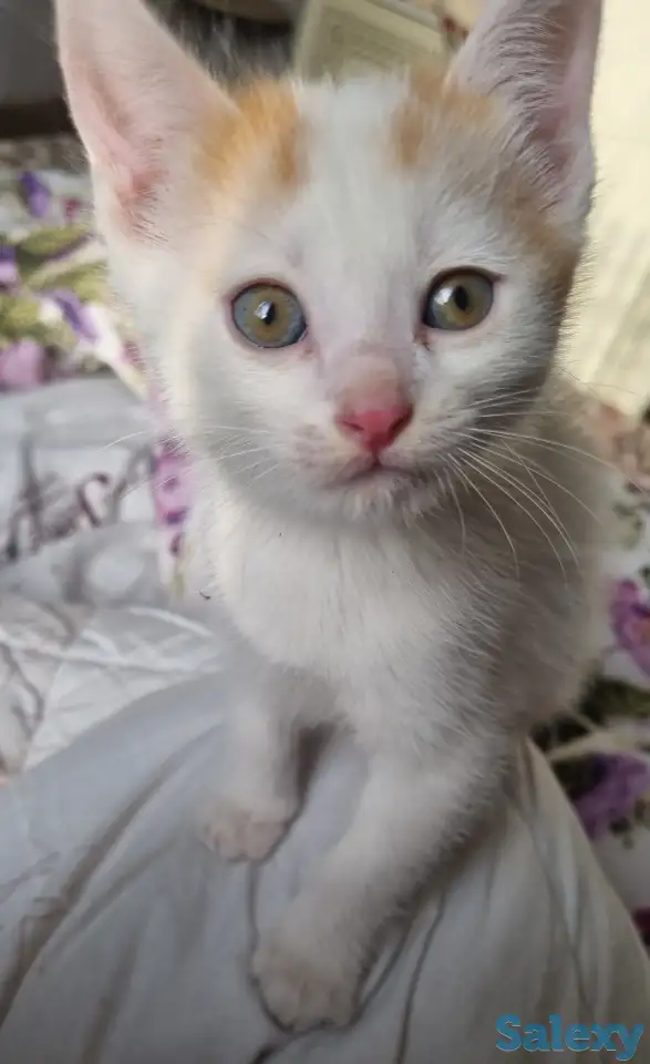 Отдам котят в хорошие руки, фотография 1