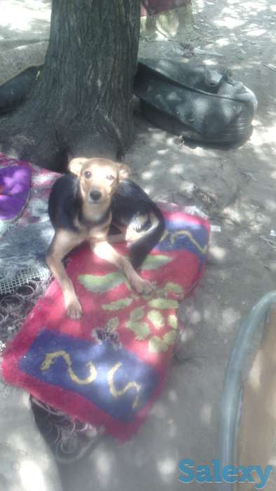 Отдам собаку в хорошие руки!, фотография 6