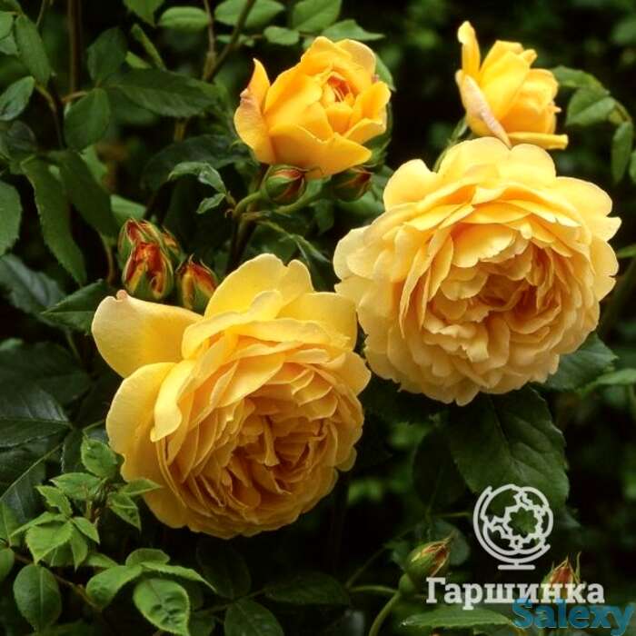 Роза голден селебрейшн, д.остин кустарниковая, фотография 1