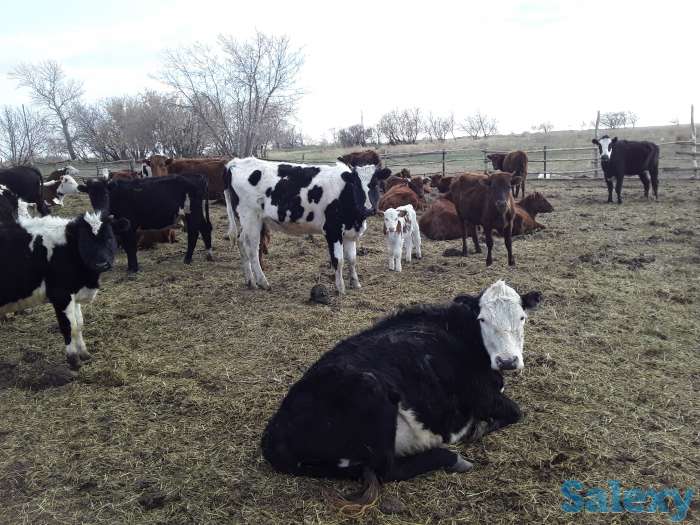 продам с\х технику и крс, фотография 2