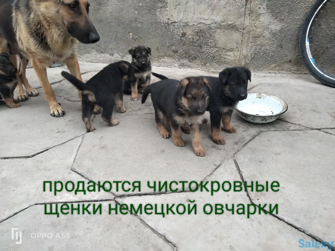 Продаются чистокровные щенки немецкой овчарки, фотография 2