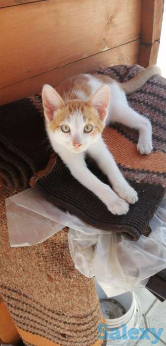 Отдам котят в добрые руки!, фотография 4