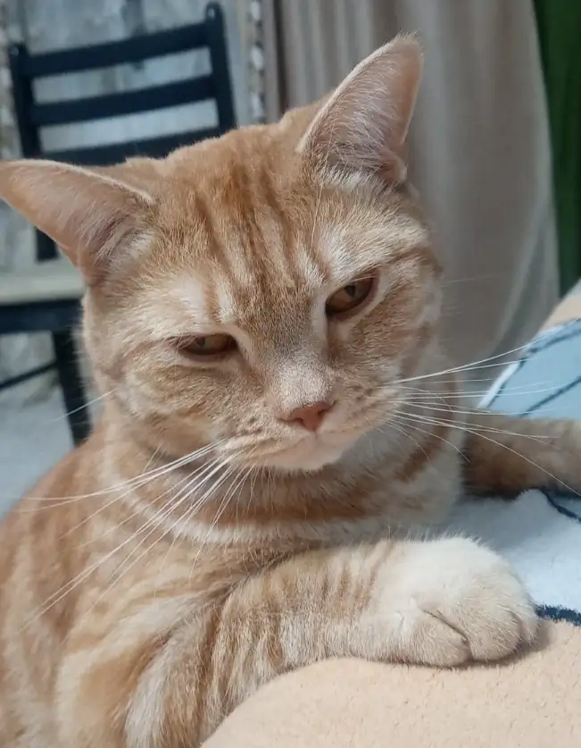 Продам кота, фотография 1